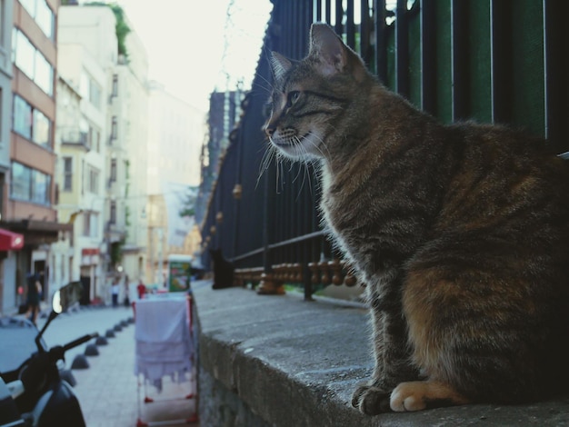 Foto close-up de um gato sentado na cidade