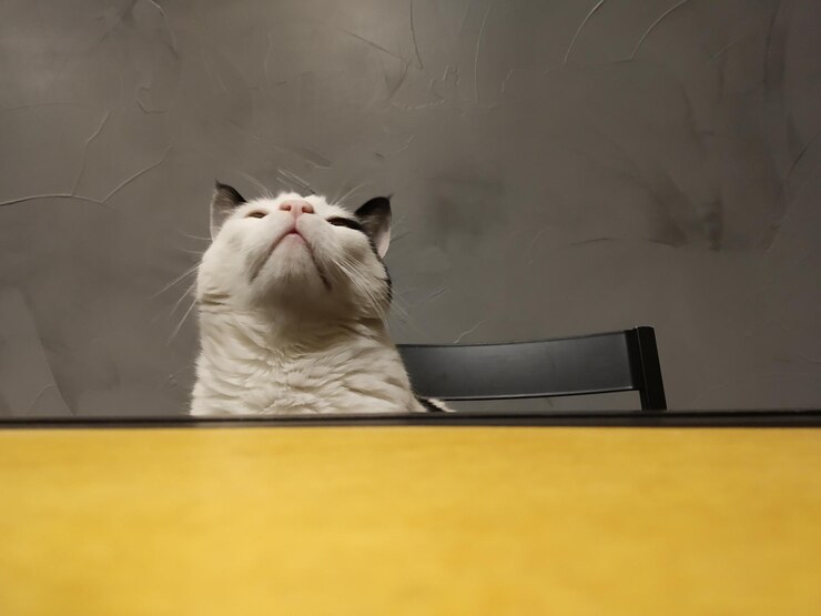 Foto close-up de um gato sentado na parede