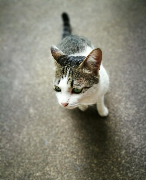 Foto close-up de um gato sentado