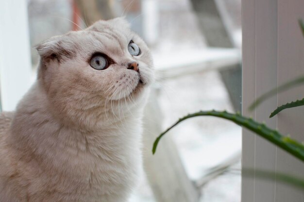 Close-up de um gato shorthair de olhos azuis britânico cinza sentado em uma janela em torno de plantas de interior. imagem para clínicas veterinárias, sites sobre gatos, para comida de gato. foco seletivo.