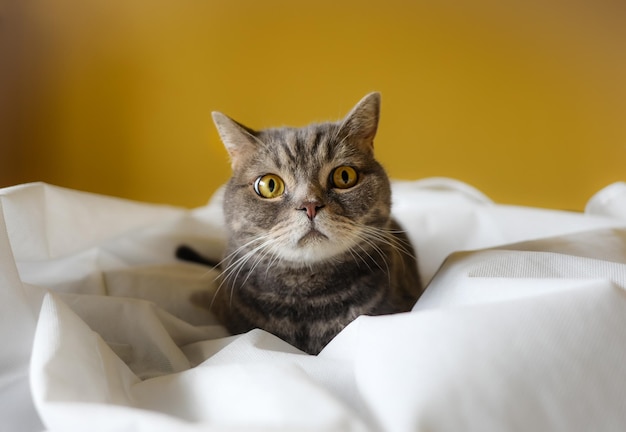 Close-up de um gato tabby sentado na cama