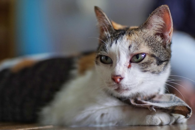 Close-up de um gato tabby