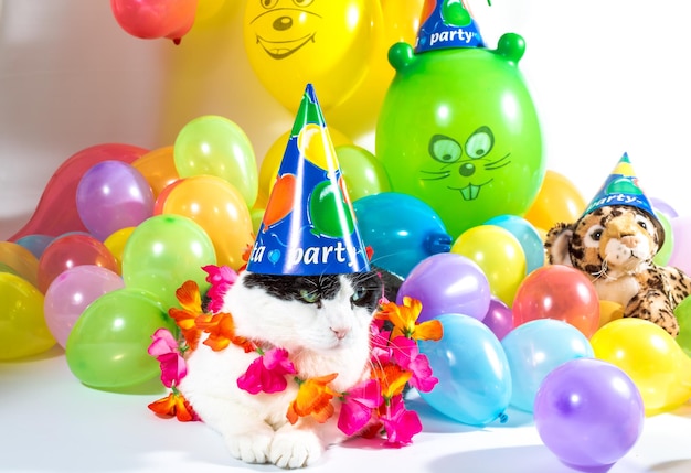 Foto close-up de um gato usando um chapéu de festa enquanto está sentado contra balões multicoloridos