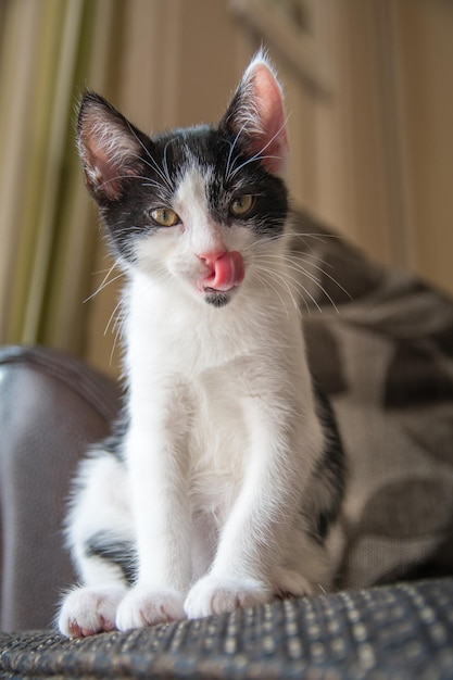 Close-up de um gato