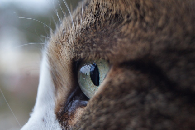 Close-up de um gato
