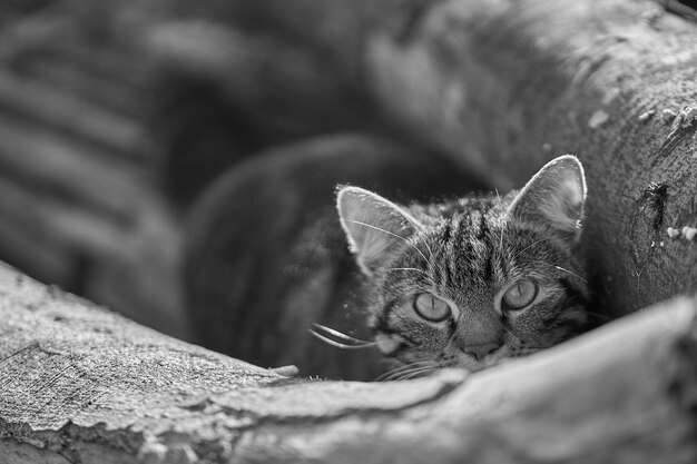 Foto close-up de um gato