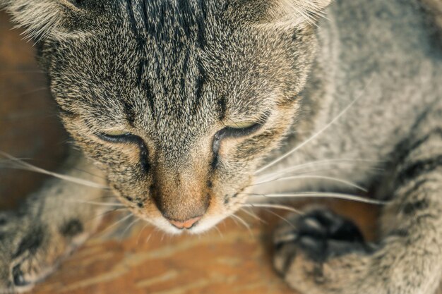 Foto close-up de um gato