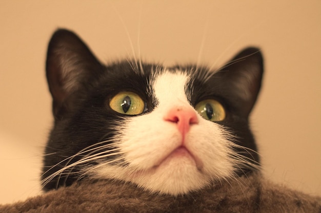 Close-up de um gato