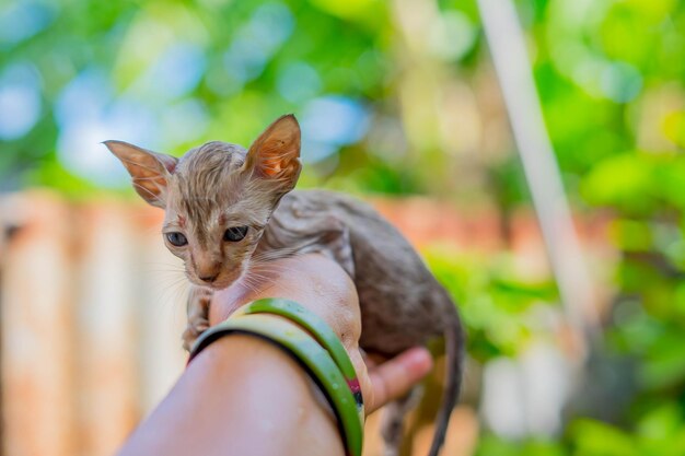 Close-up de um gato