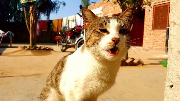 Foto close-up de um gato