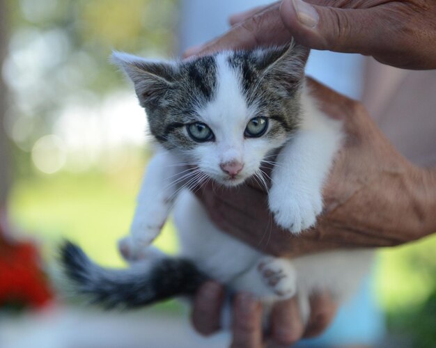 Close-up de um gato