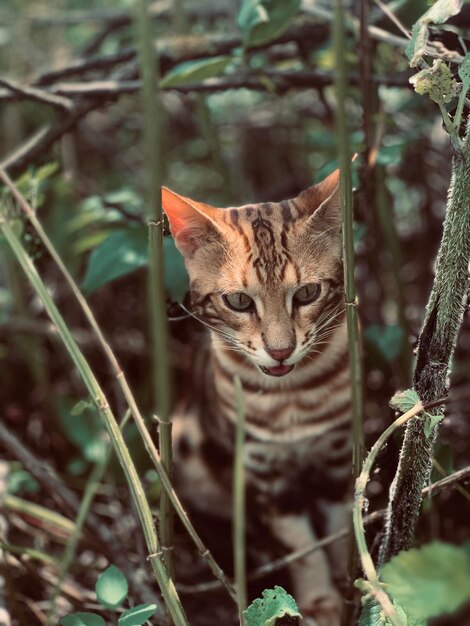 Foto close-up de um gato