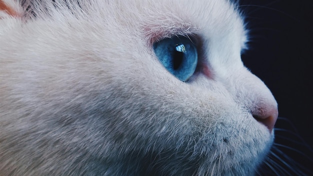 Close-up de um gato