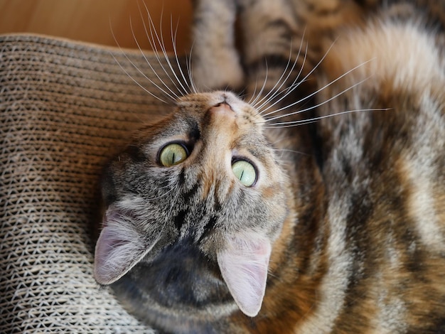 Close-up de um gato