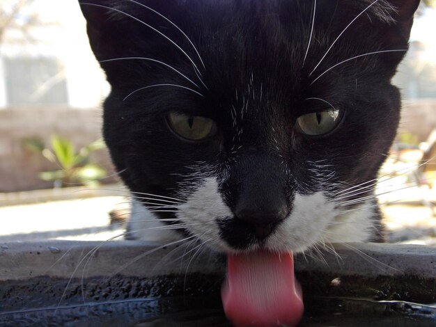 Foto close-up de um gato