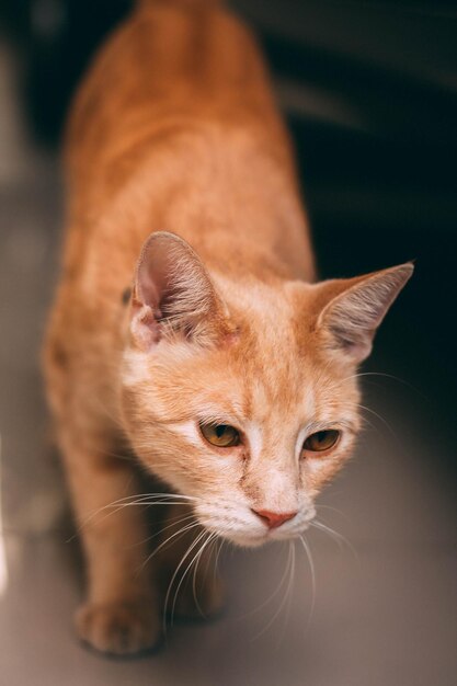 Foto close-up de um gato