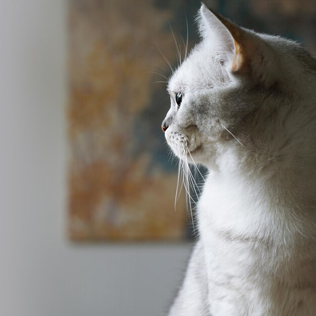 Foto close-up de um gato