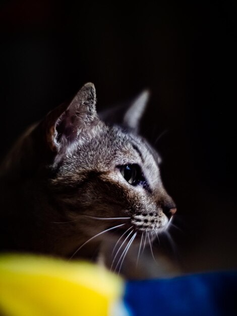 Foto close-up de um gato