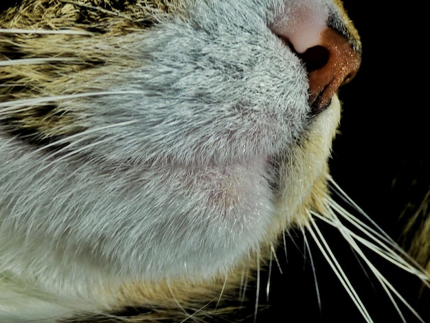 Close-up de um gato