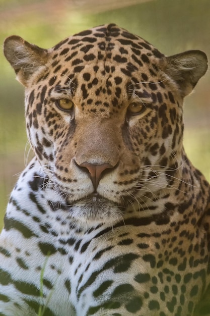 Foto close-up de um gato