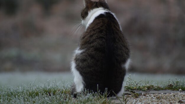 Close-up de um gato