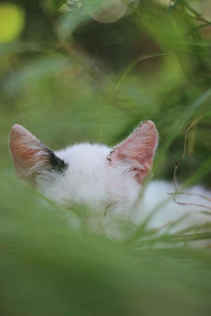 Foto close-up de um gato