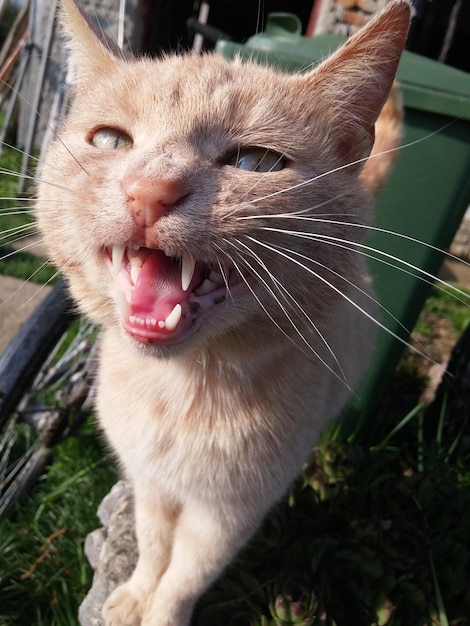 Close-up de um gato