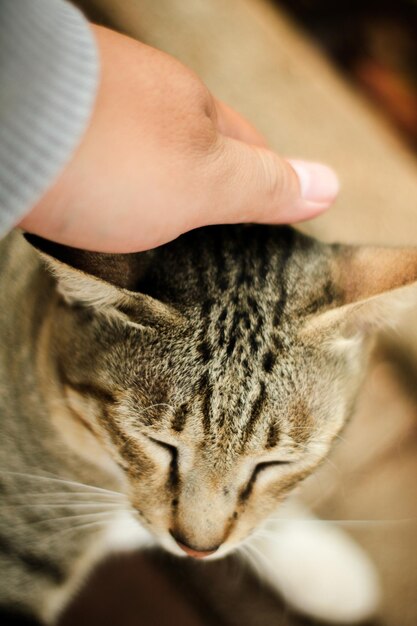 Foto close-up de um gato