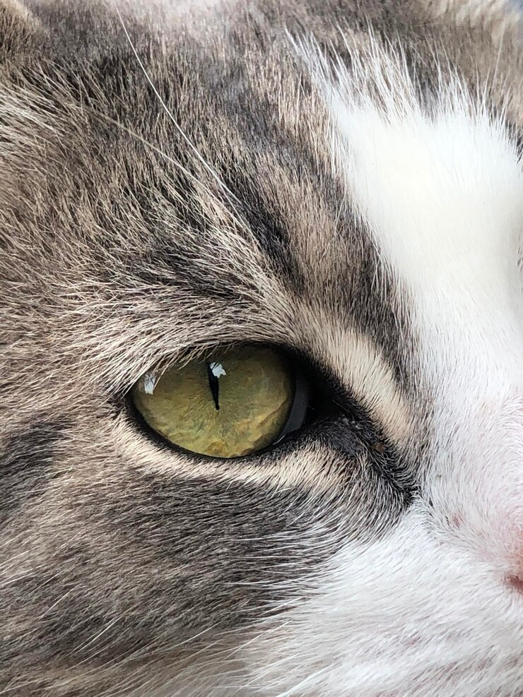 Foto close-up de um gato