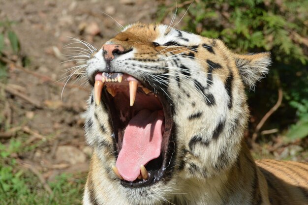 Foto close-up de um gato