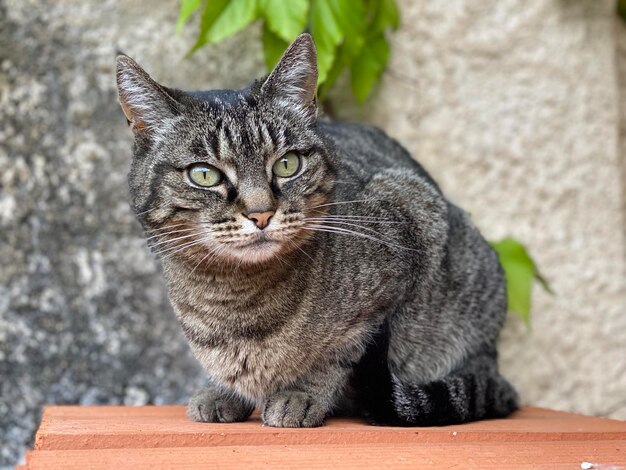 Close-up de um gato