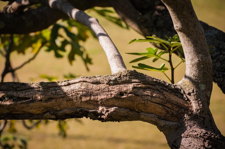 Foto close-up de um grande ramo de árvore com algumas folhas verdes