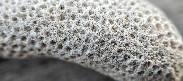 Close-up de um grupo de conchas Marítimas Profundidade de campo rasa