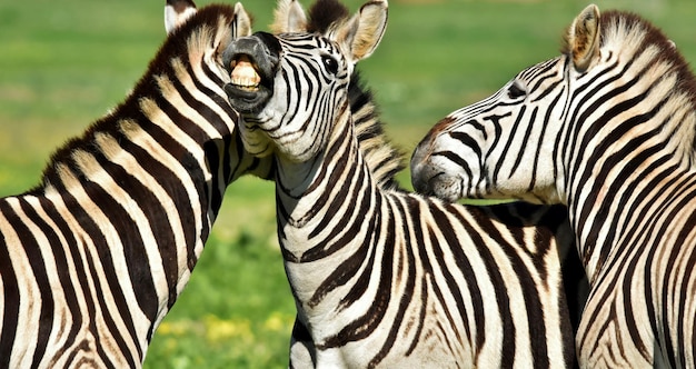 close-up de um grupo de zebras brincando