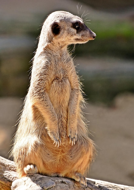 close-up de um guarda de pé Meerkat