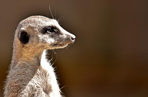 Close-up de um guarda de pé Meerkat