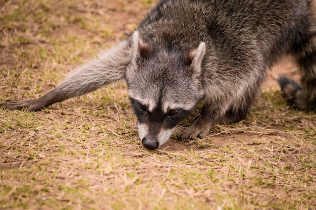 Close-up de um guaxinim na grama Retrato de um guaxinim fofo em seu habitat Um Procyon na grama