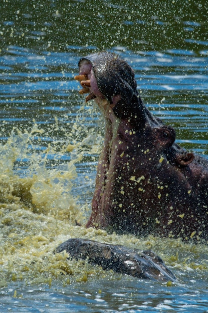 Foto close-up de um hipopótamo macho salpicando na água