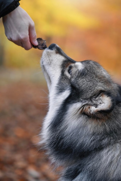 Foto close-up de um homem com um cão