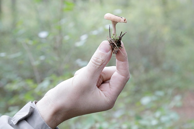 Close-up de um homem mostrando um pequeno cogumelo em uma floresta no outono