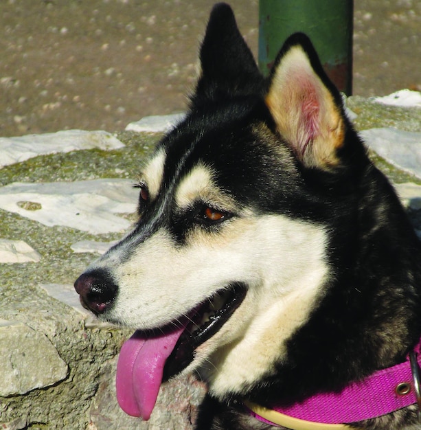 Foto close-up de um husky siberiano