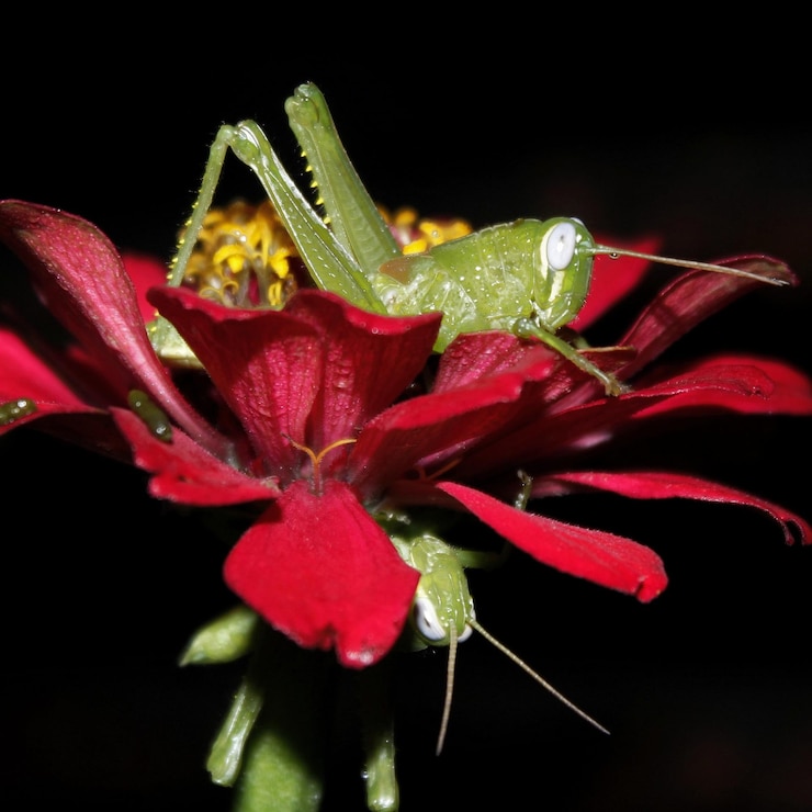 Foto close-up de um inseto em flor contra fundo preto