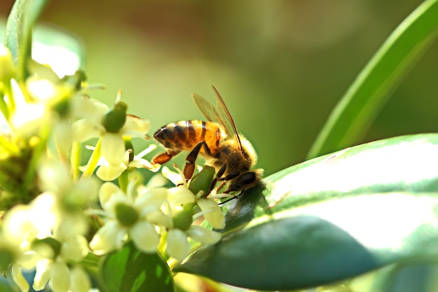 Foto close-up de um inseto em flor