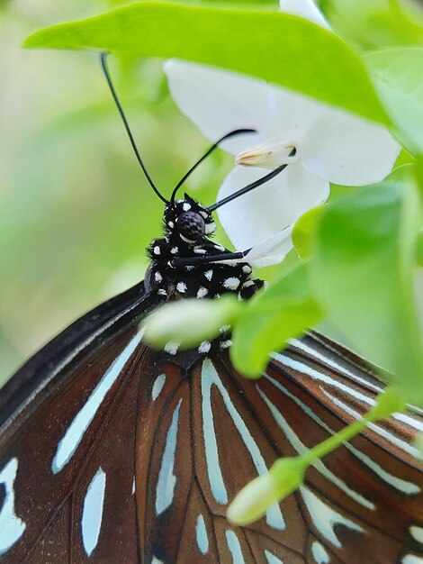 Foto close-up de um inseto em flor