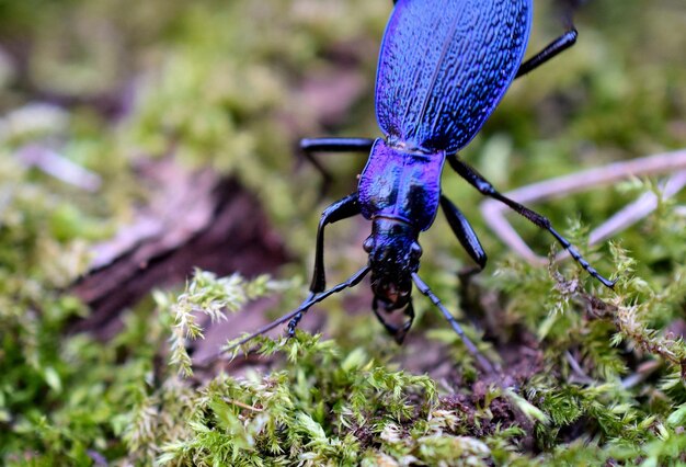 Foto close-up de um inseto em flor