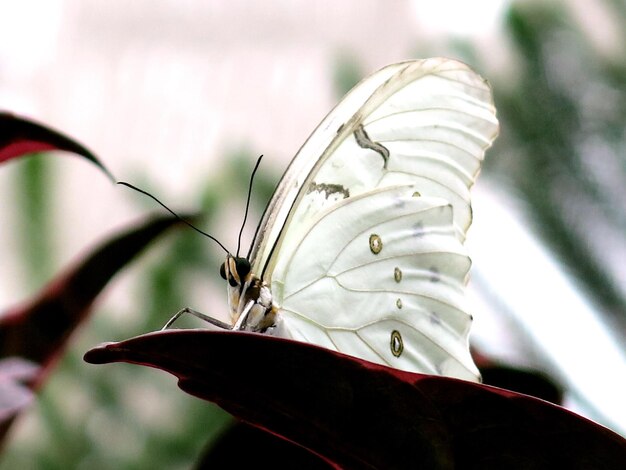 Foto close-up de um inseto em flor