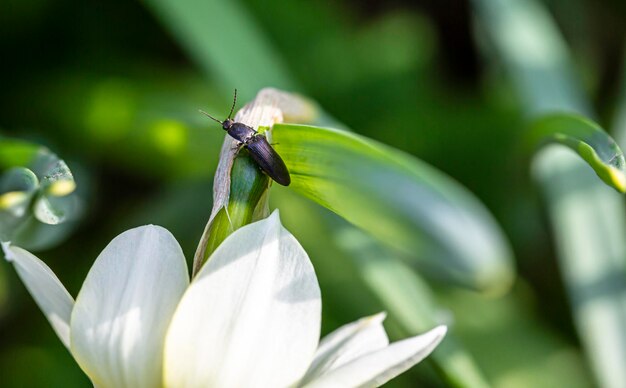 Foto close-up de um inseto em flor