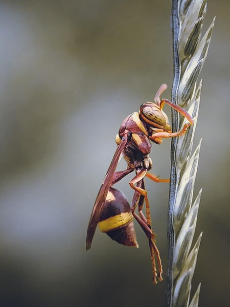 Close-up de um inseto em flor