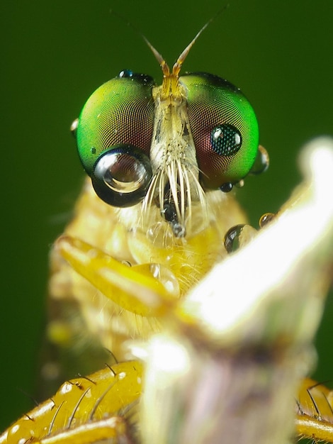 Foto close-up de um inseto em flor