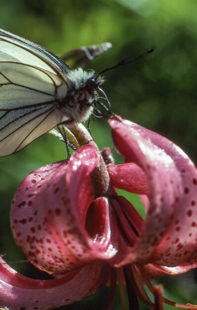 Foto close-up de um inseto em flor